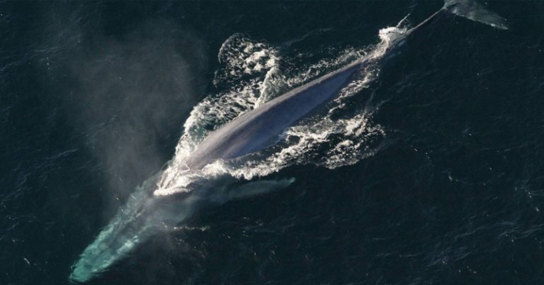 Blue Whales Have ‘Unprecedented’ Bounce Back From Brink Of Extinction - Featured image
