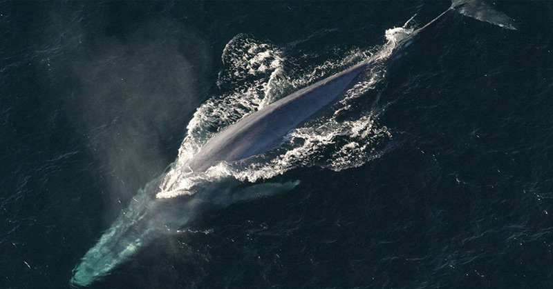 Blue Whales Have ‘Unprecedented’ Bounce Back From Brink Of Extinction