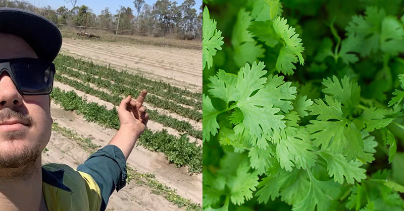 February 24 Was International ‘I Hate Cilantro Day”