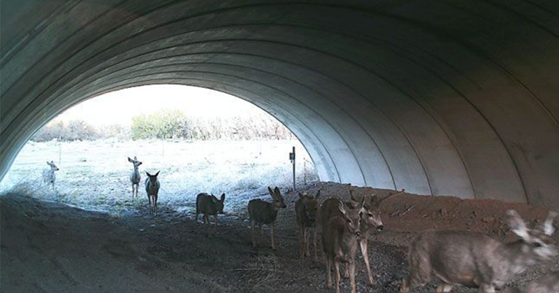 This is Why We Need Wildlife Crossings