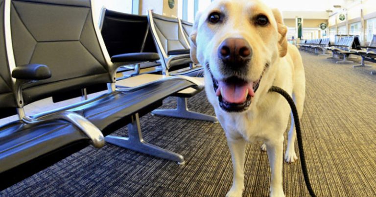If A Service Dog Approaches You Without Their Owner, They Need Your Help - Featured image