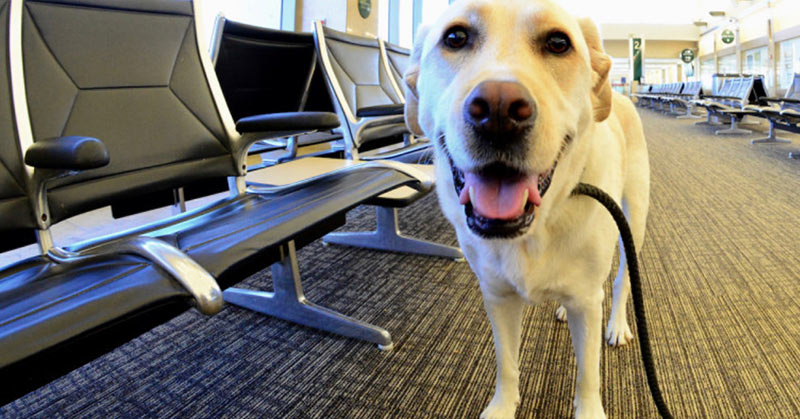 If A Service Dog Approaches You Without Their Owner, They Need Your Help