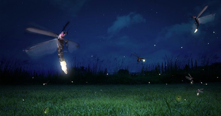 Fireflies are now threatened with extinction - Featured image