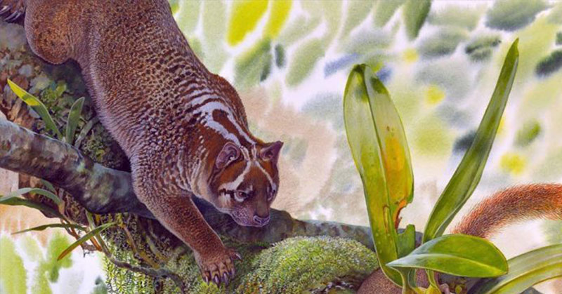 New species of Australian lion discovered in the outback, say experts