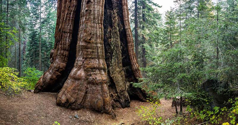The World’s Largest Privately Owned Sequoia Forest Is Now Officially Protected