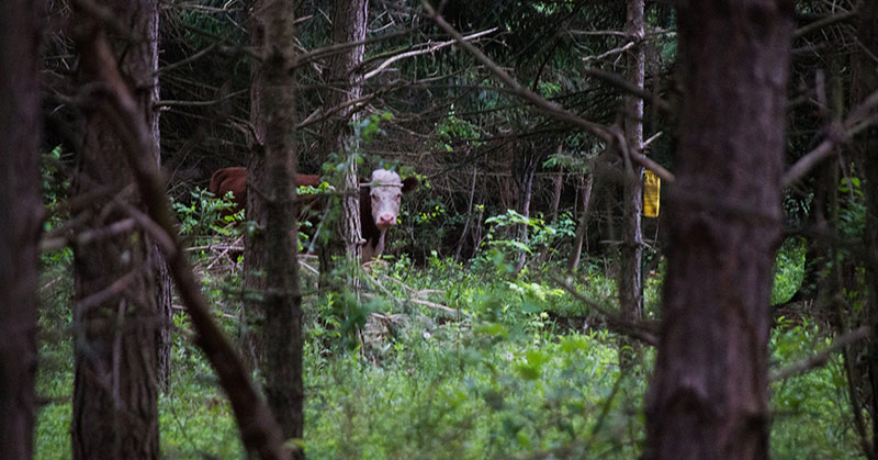 Runaway Cow Lives With Deer in the Woods for a Whole Year – A Tale of True Love and Acceptance