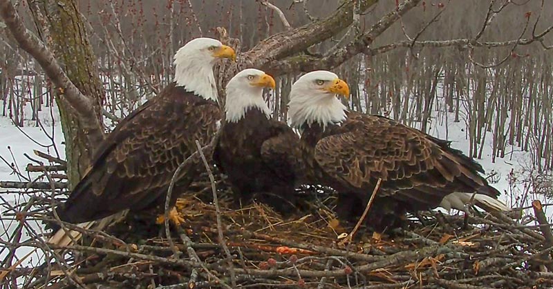 In Illinois, A Rare Bald Eagle Three-Way Couple Have Come Together To Co-Parent - Featured image