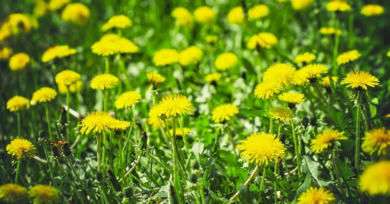 Want to Help Bees? Leave the Dandelions Alone This Spring - Featured image