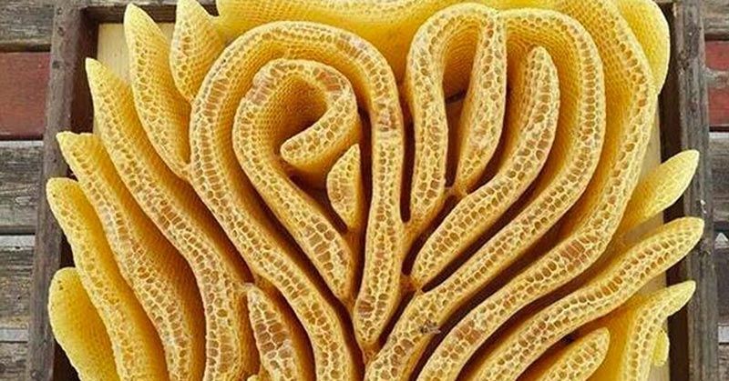These Bees Formed a Heart-Shaped Hive When There Weren’t Any Frames To Guide Them