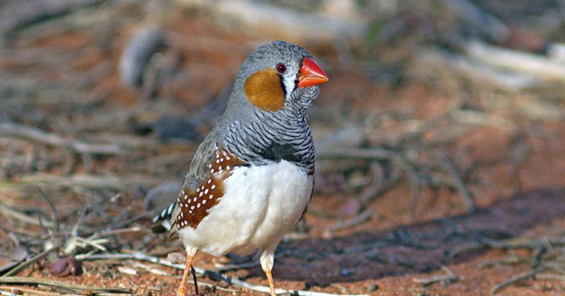 Zebra Finches Sing to Their Eggs, and Scientists say This Might Help Their Babies Survive Climate Change