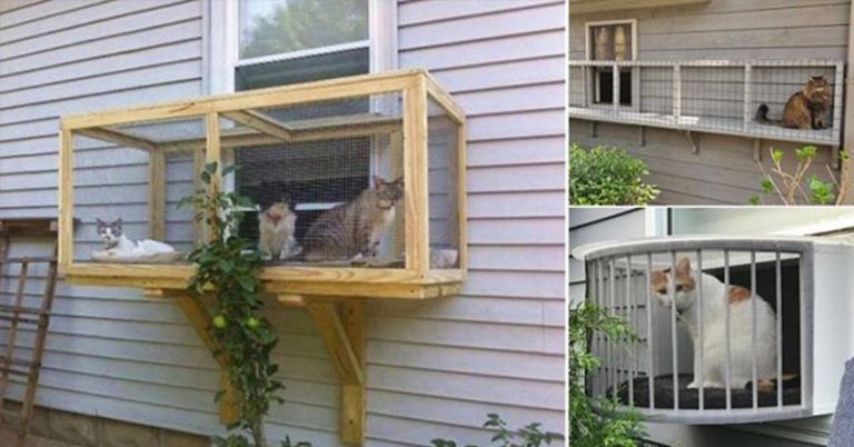 Screened Cat Patios, ‘Catios’, are a Great Way to Keep Your Cats Safe - Featured image