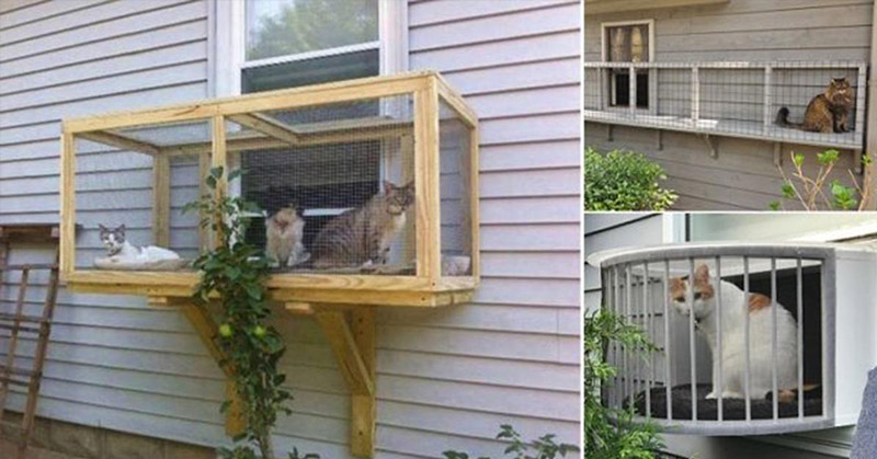 Screened Cat Patios, ‘Catios’, are a Great Way to Keep Your Cats Safe - Featured image
