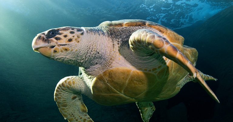 ‘Incredible Journey’: Loggerhead Turtle, Released from 20 years in Captivity, Swims 37,000km to Australia - Featured image