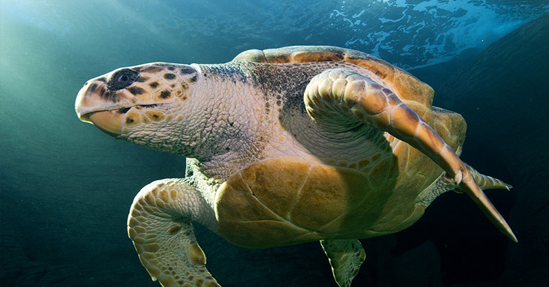 ‘Incredible Journey’: Loggerhead Turtle, Released from 20 years in Captivity, Swims 37,000km to Australia