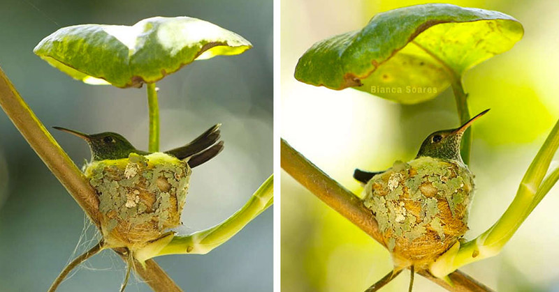Motherly Hummingbird Builds a Home With A Roof to Protect her Chicks