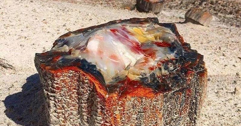 Opalized Petrified Wood