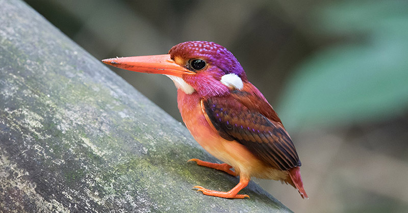 Extremely Rare Dwarf Kingfisher Fledgling Photographed for the Very First Time