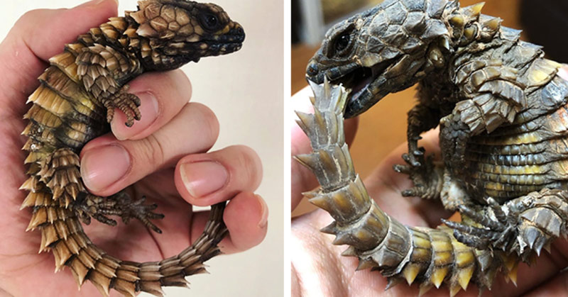 Meet the Armadillo Lizards: The Hauntingly Beautiful Mini-Dragon Lookalike