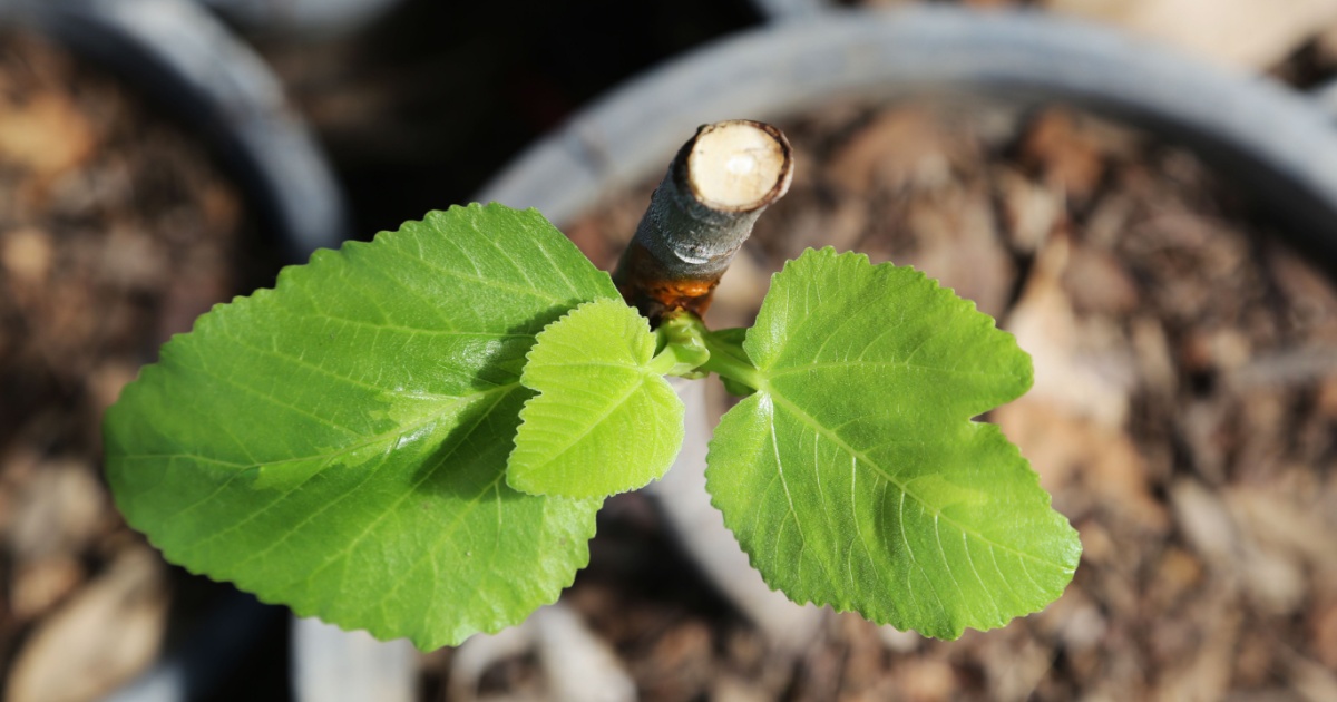 4 Houseplants You Can Easily Propagate From Cuttings