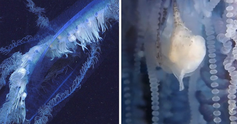 Massive, deep-sea ‘entity’ leaves ocean scientists ‘blown away’