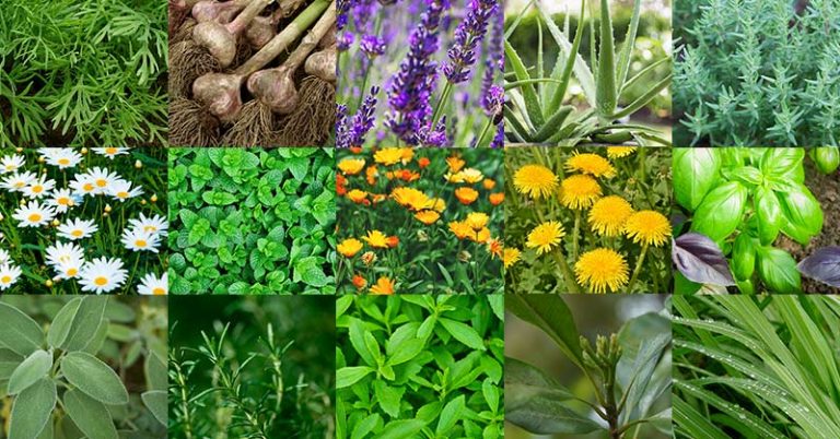 15 Medicinal Plants That Can Easily Be Grown In Your Yard - Featured image