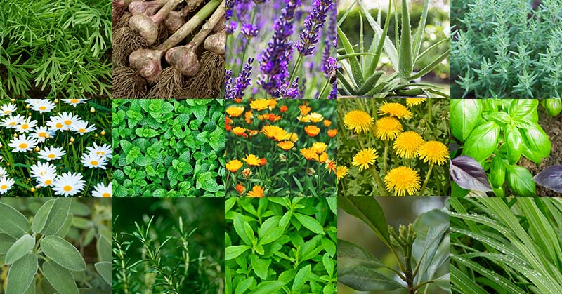 15 Medicinal Plants That Can Easily Be Grown In Your Yard
