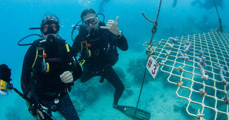 With No Tourists, Australian Scuba Tours Are Planting Coral Instead