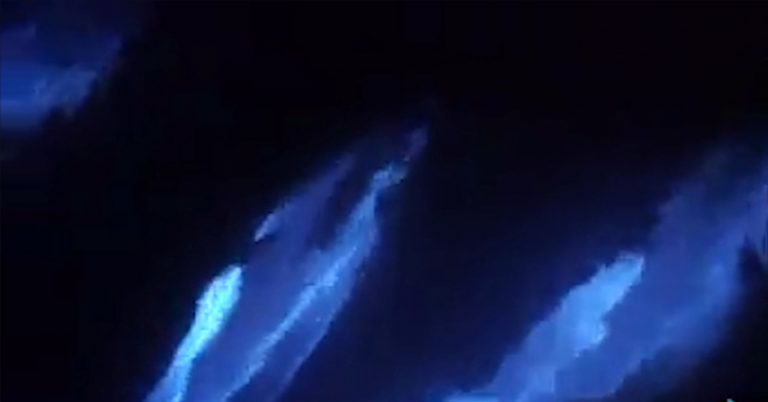 Dolphins appear to glow as they glide through bioluminescent waves - Featured image