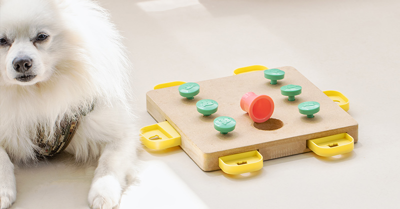 5 Important Brain Games to Help Support Your Dog’s Cognitive Health