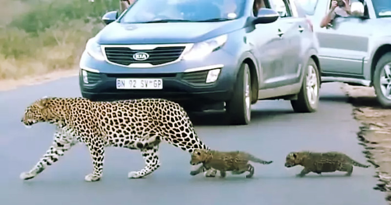 Leopard Mother Crossing Road With Two Cubs Captured In Extremely Rare Footage