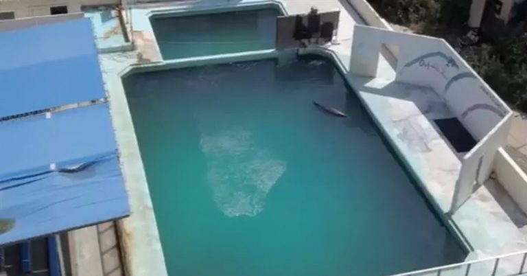 World’s Loneliest Dolphin Dies After Two Years In Tiny Pool - Featured image