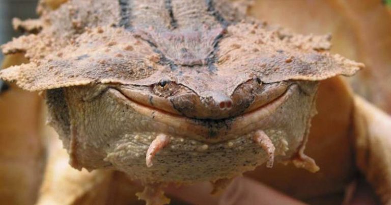 New Species of Turtle Discovered - Featured image