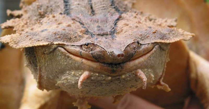 New Species of Turtle Discovered