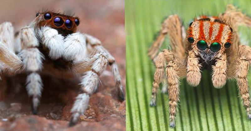 Scientists Discovered A Bunch Of New Spiders In Australia And Honestly, They’re Pretty Cute