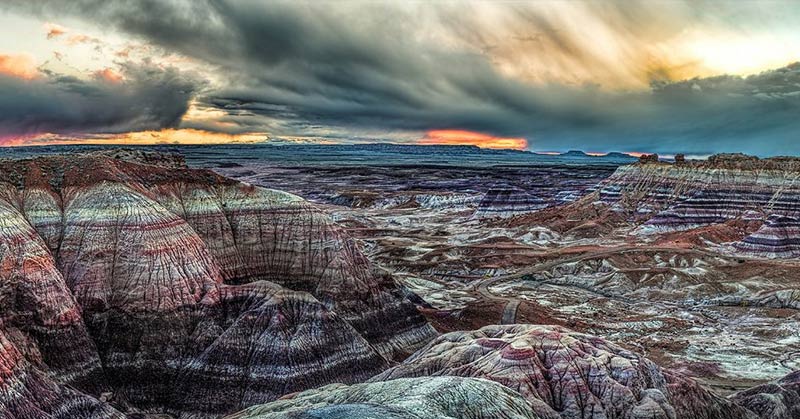 Arizona Is Home To Ancient, 200 Million-Year-Old Trees, Some Of The World’s Oldest!