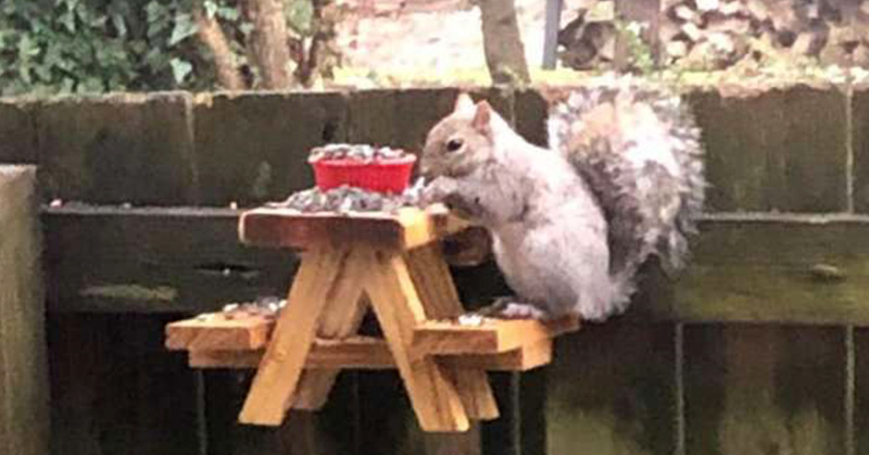 Man Builds An Adorably Tiny Picnic Table For Squirrels In His Yard