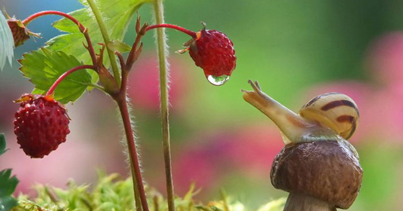 Photographer Captures a Magical World of Snails in Incredible Macro Shoot