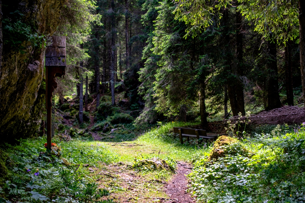 alpine forest with pine trees and paths between meadows and woods at an alpine hut in Gossaldo Belluno in the Belluno Dolomites Vicenza Veneto Italy
