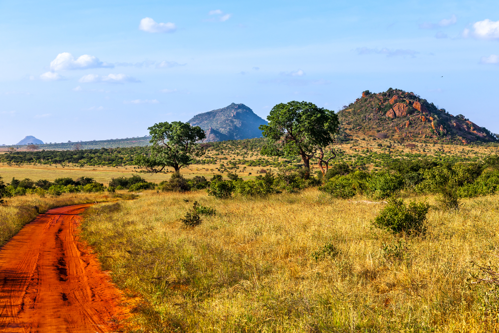 Safari in Africa
