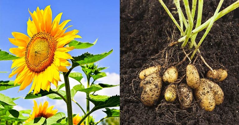 Bad Neighbors: 11 Plant Pairs Never to Grow Side by Side - Featured image