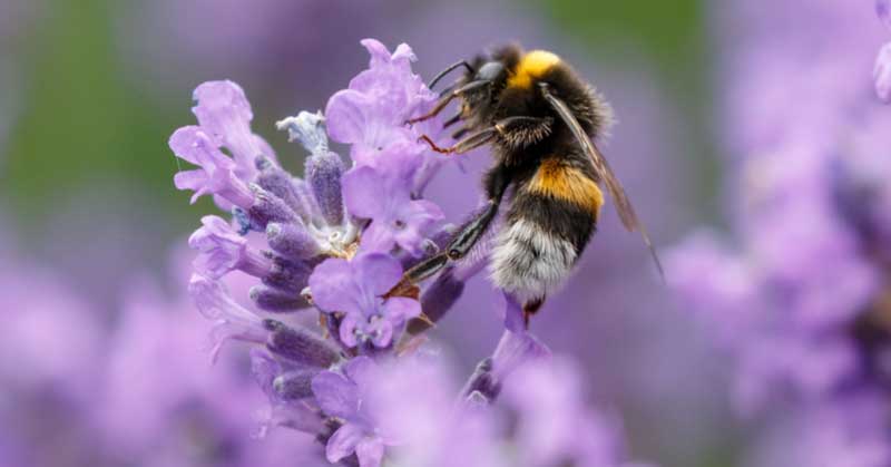 A small city is devoting 1,000 acres of land to America’s vanishing bees