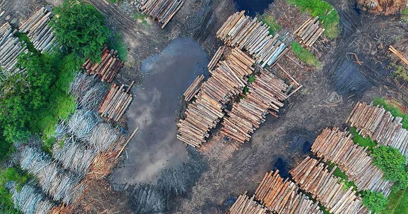 China is Turning the Rainforest into Cheap Furniture for the US