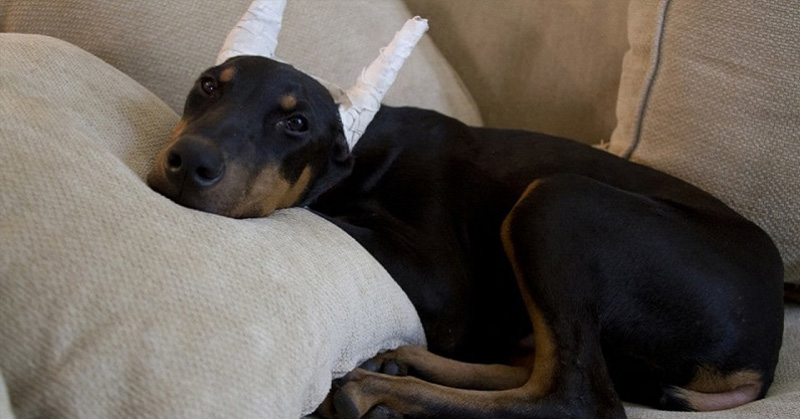 Dogs are Born with Ears and Tails. They Should Get to Keep Them. - Featured image