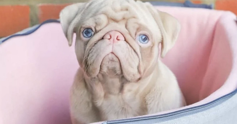 Meet Milkshake, the Rare Pink Pug Stealing Hearts on Instagram