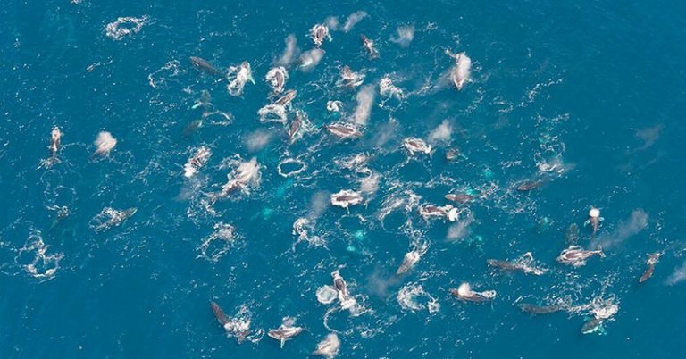 Humpback whales have been organizing in huge numbers, and no one knows why - Featured image