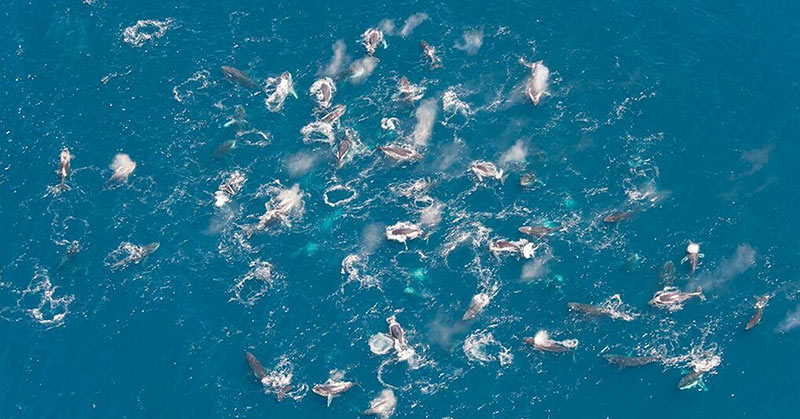 Humpback whales have been organizing in huge numbers, and no one knows why