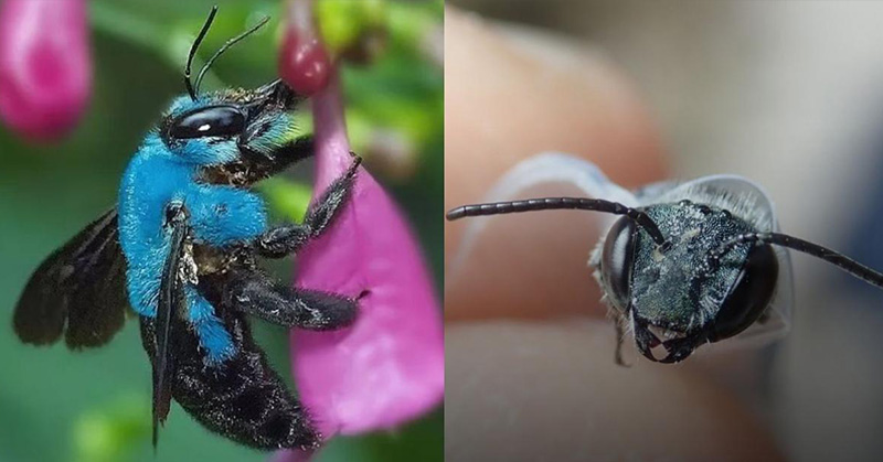 Long-Lost Ultra-Rare Blue Bee Discovered In Florida