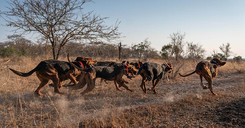 Canines to the Rescue: Dogs Trained To Protect Wildlife Have Saved 45 Rhinos from Poachers in South Africa