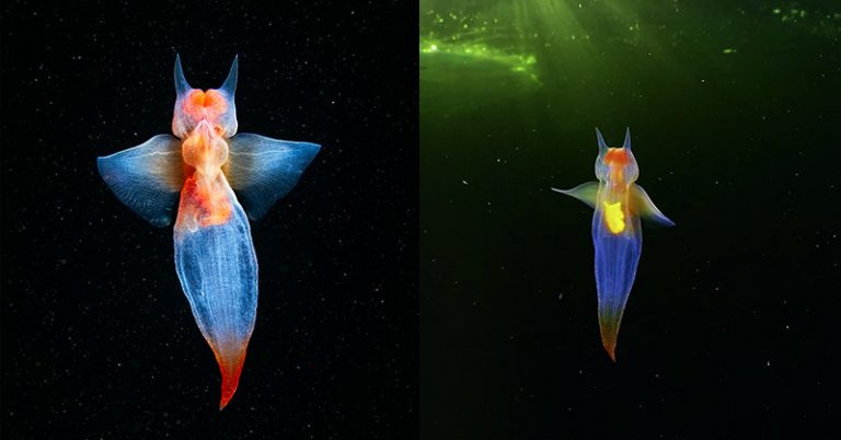 Diver Captures Rare Footage Of A Sea Angel Swimming Under The Ice - Featured image