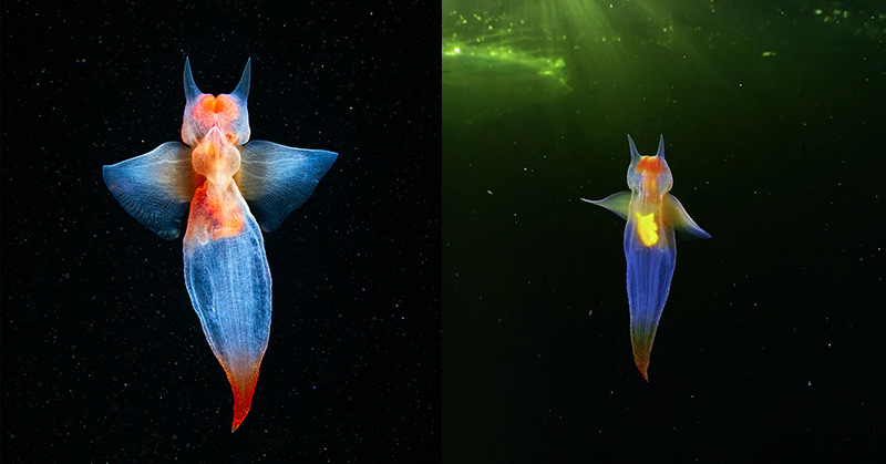 Diver Captures Rare Footage Of A Sea Angel Swimming Under The Ice